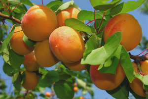 How to grow apricot from seed