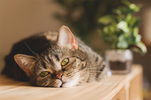 Hvordan avvenne en katt for å klatre på bord