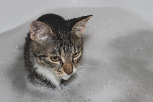 Comment laver un chat s'il a peur de l'eau