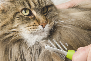 Comment se débarrasser des enchevêtrements de chats