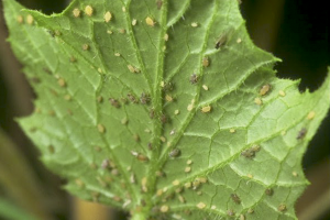 How to get rid of aphids on cucumbers