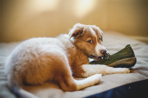 How to wean a dog to nibble things