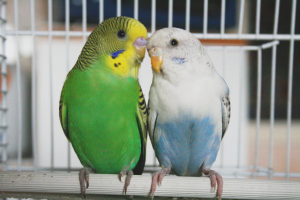 How to breed budgies
