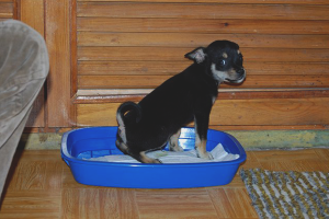 Com ensenyar un terrier de joguina a la safata