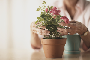 How to care for a potted rose