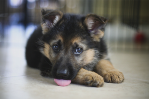 How to choose a German Shepherd puppy