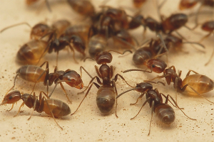 Comment sortir les fourmis domestiques d'un appartement