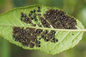 How to get rid of aphids on trees