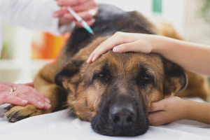 How to treat plague in dogs