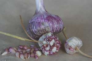 How to grow garlic from bulbs