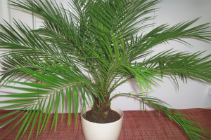 How to grow a date palm from a stone