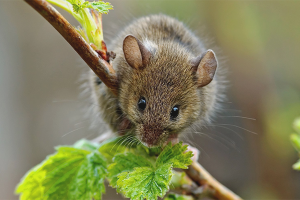 Jak se vypořádat s myšmi v zemi