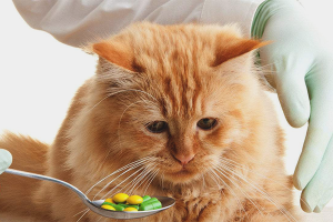 Comment donner une pilule de ver à un chat