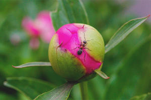 How to get rid of ants on peonies