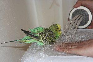 Muhabbet kuşları nasıl yıkanır