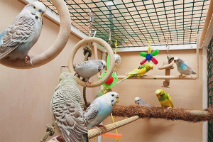 How to equip a cage for a budgie