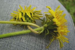 How to remove stains from dandelions