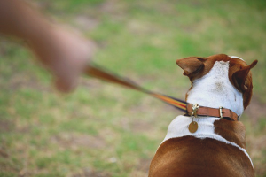 How to wean a dog pull a leash on a walk