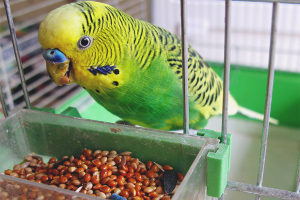 How to feed a budgie
