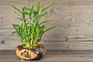 How to care for bamboo