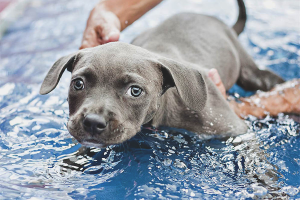 Come insegnare a un cane a nuotare