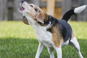 Come svezzare un cane per abbaiare agli altri cani