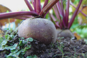How to grow beets in open ground