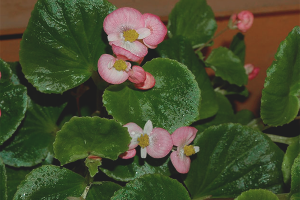 How to grow begonia