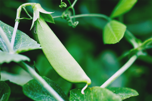 How to grow peas in open ground
