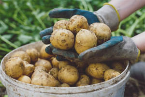 How to grow a good potato crop