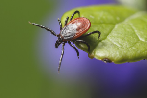 How to protect yourself from ticks