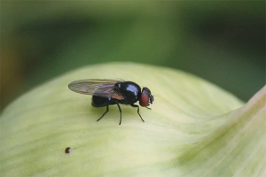 How to get rid of onion flies in the garden