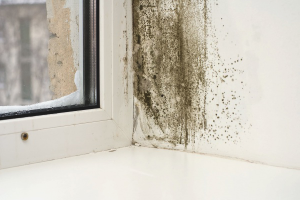 How to get rid of mold on plastic windows