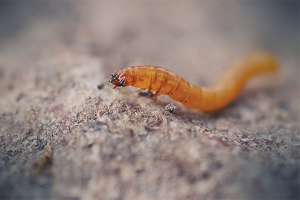 How to get rid of wireworm in the garden
