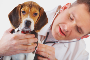 Come capire che un cane è malato