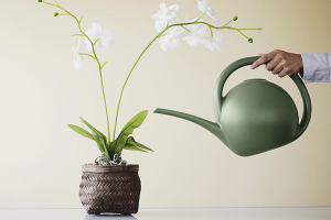 How to water an orchid