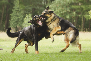 How to separate fighting dogs