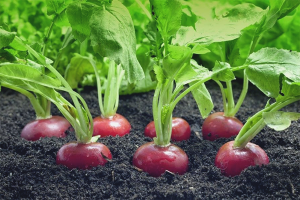 How to plant radish in open ground