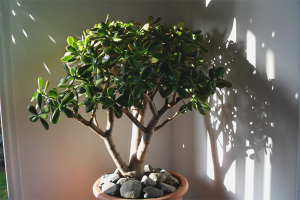 How to care for a money tree