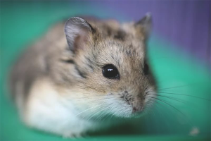 Bir hamster jungarik bakımı nasıl