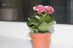 How to care for Kalanchoe