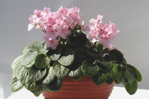 How to care for indoor violets