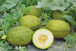 How to grow melons in open ground