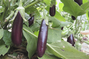 How to grow eggplant in open ground