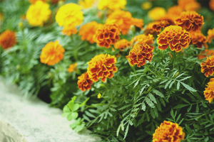 How to grow marigolds from seeds