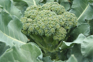 Jak pěstovat brokolici v zahradě