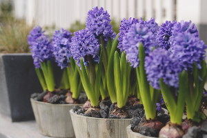 How to grow hyacinth