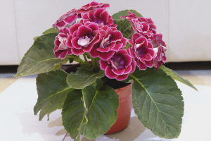 How to grow gloxinia from seeds