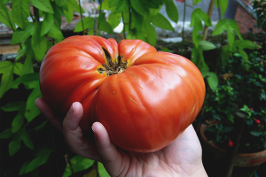 Jak pěstovat velká rajčata