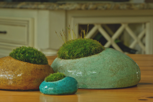 How to grow moss